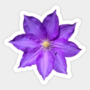 Purple Clematis Flower Sticker